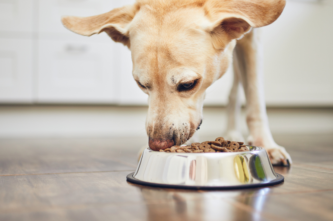The Importance of High-Quality Pet Food: A Guide for Pet Owners