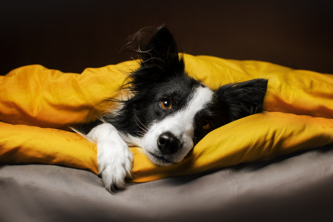 Creating a Pet-Friendly Home: Tips and Tricks for Pet Owners